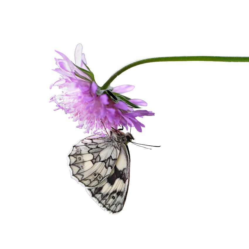 A MULTI-DISCIPLINARY COMPANY